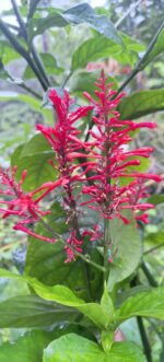 Fire spikes plant /  Odontonema strictum