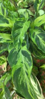 Calathea Lietzei / Yellow Fusion / Electric Shock plant