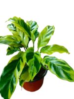 Calathea Lietzei / Yellow Fusion / Electric Shock plant