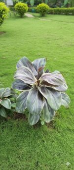 Cordyline fruticosa, Ti Plant, Good Luck Plant