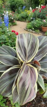 Cordyline fruticosa, Ti Plant, Good Luck Plant