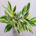 Alpinia zerumbet / Variegated Shell Ginger 