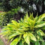 Alpinia zerumbet / Variegated Shell Ginger 