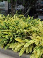 Alpinia zerumbet / Variegated Shell Ginger 