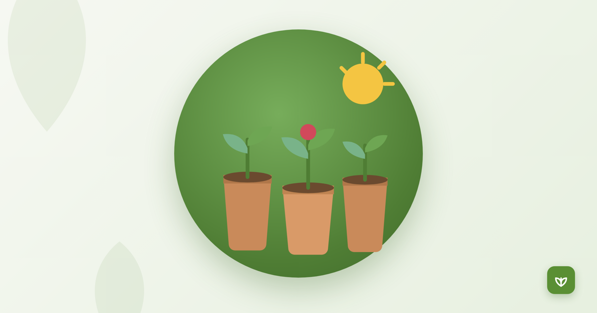 Terrace and grow-bag vegetable gardening in India