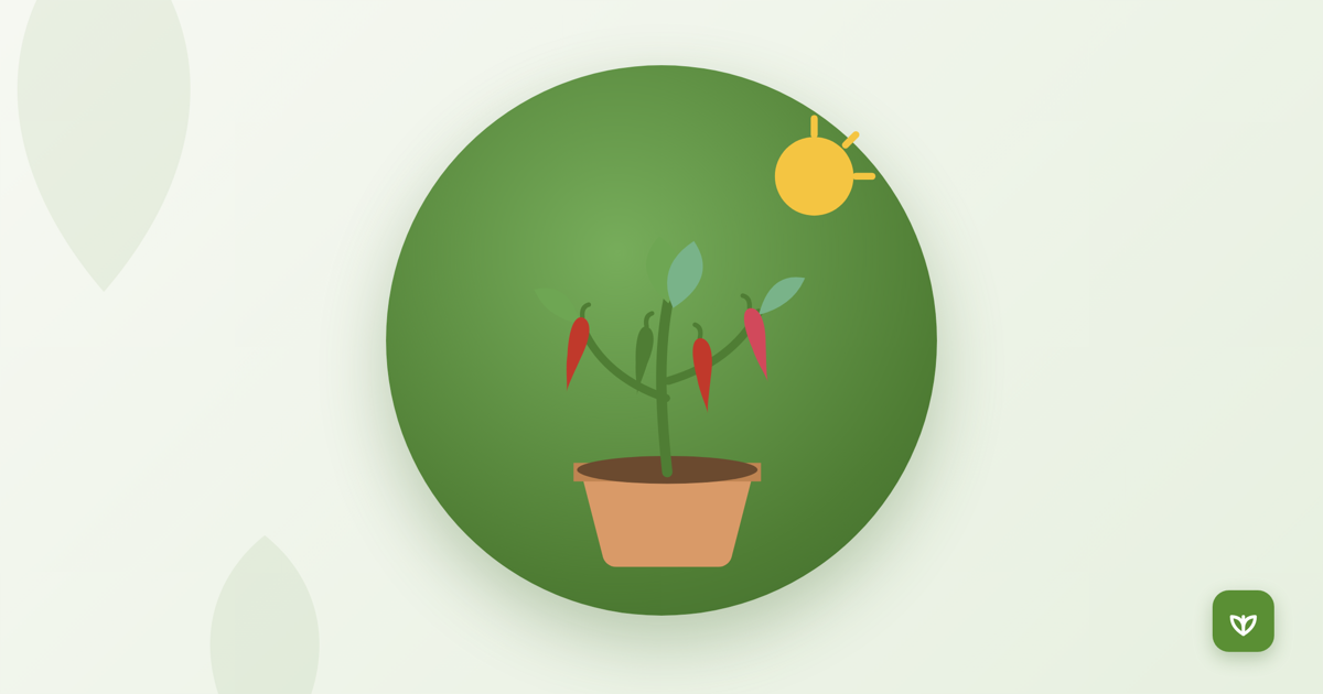 How to grow chillies at home in India