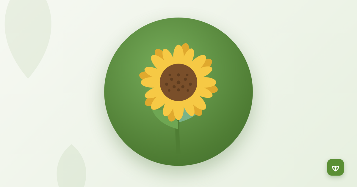 How to grow sunflowers from seed illustration